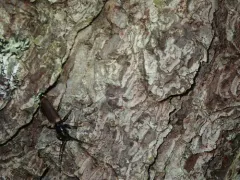 Brown Spruce Longhorn Beetle thumbnail 1