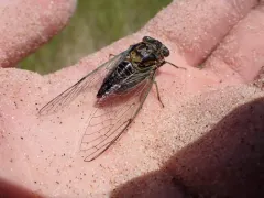 Green-winged Cicada thumbnail 3