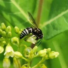 Bicyrtes ventralis thumbnail 2