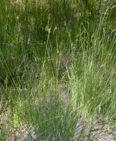 saw-toothed sedge thumbnail 3