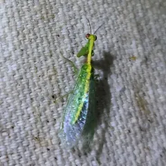 Green Mantidfly thumbnail 2