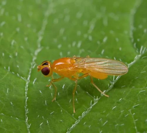 Psila frontalis