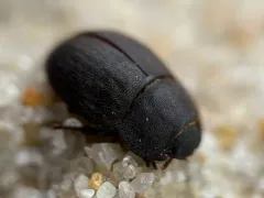 Ephalus latimanus thumbnail 3