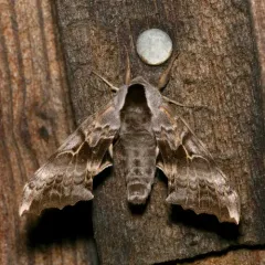 One-eyed Sphinx thumbnail 2
