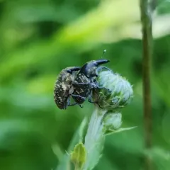 Turbine Cylindrical Weevil thumbnail 3