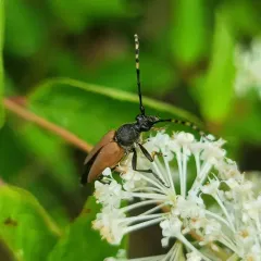 Red-winged Longhorn Beetle thumbnail 3
