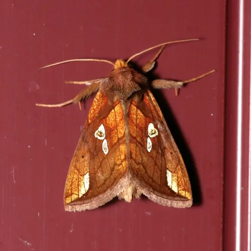 Putnam's Looper Moth