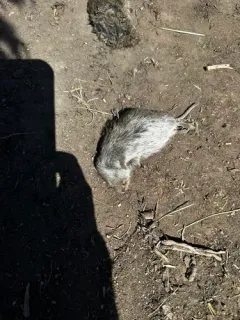 Sagebrush Vole thumbnail 3