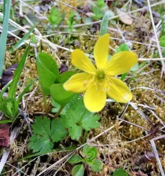 Yellow Anemone thumbnail 1