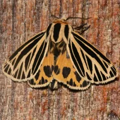 Little Virgin Tiger Moth thumbnail 2