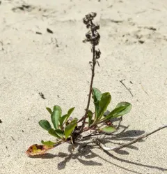 coast goldenrod thumbnail 4