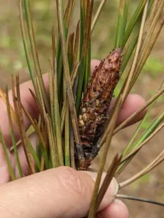 maritime pine thumbnail 4