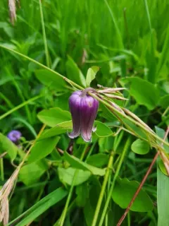 Pitcher's leatherflower thumbnail 3