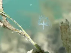 Halimedusa typus thumbnail 2