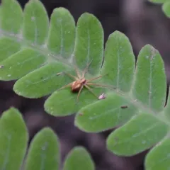 White-striped Running Crab Spider thumbnail 4