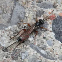 Aritranis director thumbnail 1
