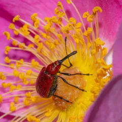 Rose Curculio thumbnail 3