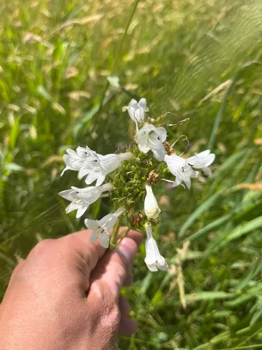Lowland Beardtongue