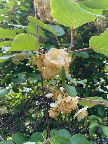 Chinese gooseberry