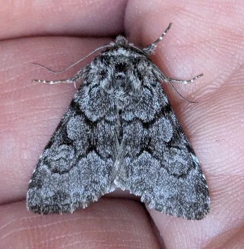 Lasionycta fergusoni