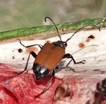 Trigonarthris atrata