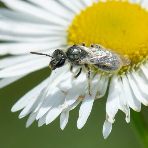 Lasioglossum semicaeruleum