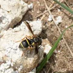 Euodynerus castigatus thumbnail 4