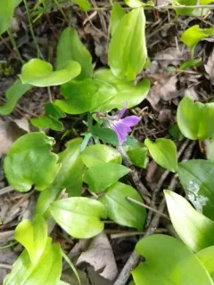 Britton's Coast Violet thumbnail 2