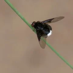 White-faced bee fly thumbnail 4