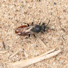 Sphecodes confertus thumbnail 3