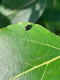 Crepidodera nana thumbnail 2
