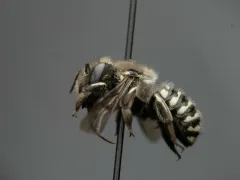 Anthidium atrifrons thumbnail 2