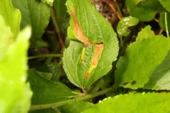 Recurvaria consimilis thumbnail 2