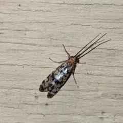 Laughing Giant Caddisfly thumbnail 2