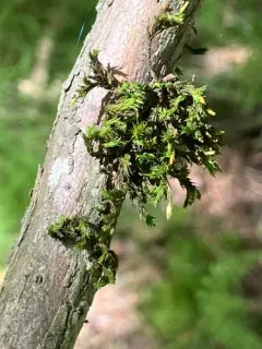Lewinskya pseudoaffinis thumbnail 2