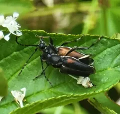 Brachyleptura vagans thumbnail 4
