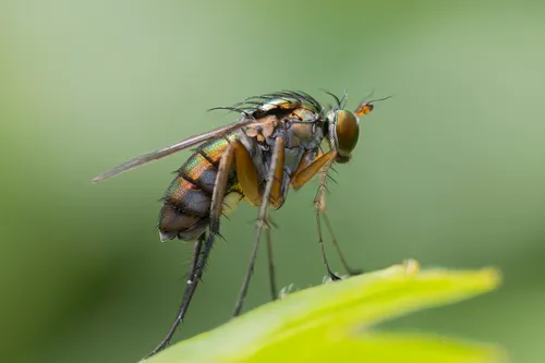 Dolichopus vigilans