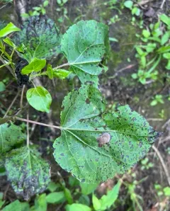 Mulberry Leaf Spot thumbnail 4