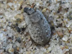 Ammodonus fossor thumbnail 1