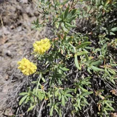 rock buckwheat thumbnail 4