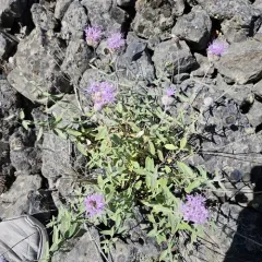 mountain coyote mint thumbnail 3