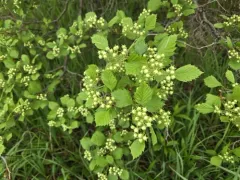 Miss Jones' hawthorn thumbnail 2
