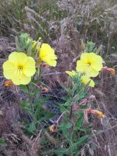 tall evening primrose thumbnail 3