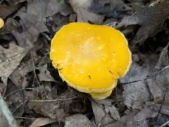 Midwestern yellow chanterelle thumbnail 3