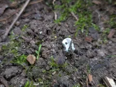 saddle's child thumbnail 1