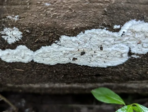 Diplomitoporus overholtsii
