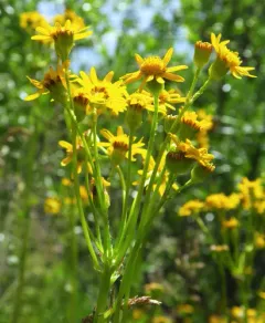 falsegold groundsel thumbnail 3