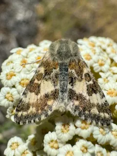 Schinia perminuta thumbnail 2