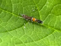 Cosmopterix gemmiferella thumbnail 2