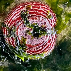 Sand Rose Anemone thumbnail 2